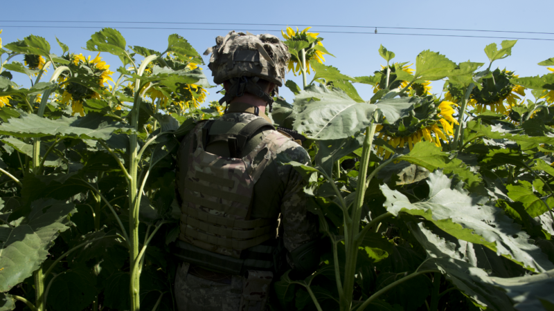 The image shows a person in military gear standing amidst tall sunflowers. The person is facing away from the camera, and the sunflowers are in full bloom, with large yellow petals and green leaves surrounding the individual.