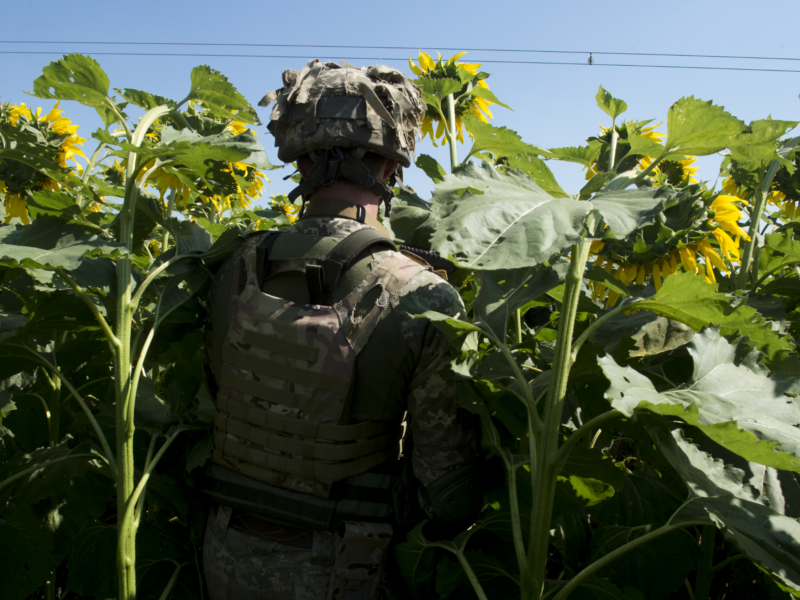 The image shows a person in military gear standing amidst tall sunflowers. The person is facing away from the camera, and the sunflowers are in full bloom, with large yellow petals and green leaves surrounding the individual.